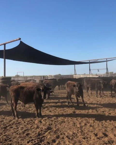 Pardoo Cattle Station Shade Sails for Cattle Yards