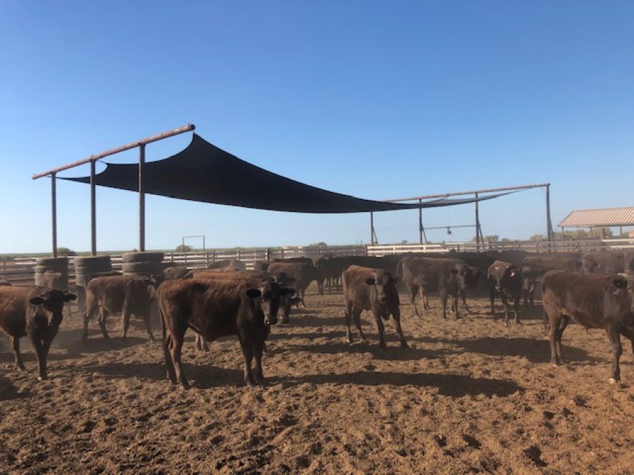 Pardoo Cattle Station Shade Sails for Cattle Yards