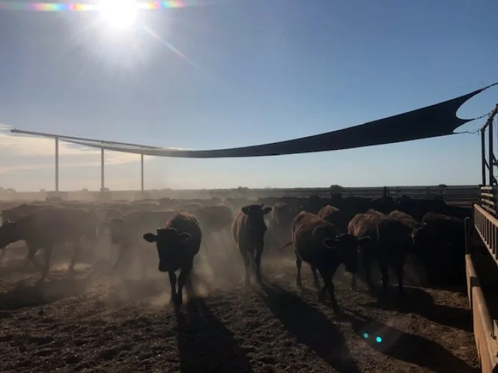 Pardoo Cattle Station Shade Sails for Cattle Yards