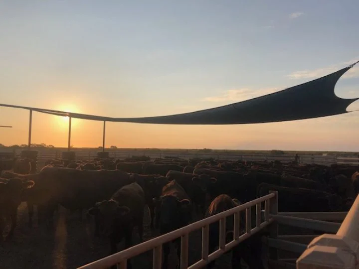 Pardoo Cattle Station Shade Sails for Cattle Yards